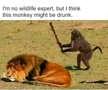 Do lions eat monkeys