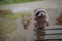 Do you mind if we play in your puddle