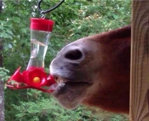 Does anyone know what kind of hummingbird this is