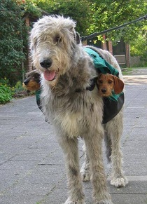 Dog and  subwoofers