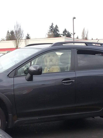 Dog at the grocery store was like wtf are you looking at and then promptly put the car in drive and took off