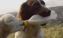 Dog feeding a lamb