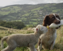Dog feeding a sheep