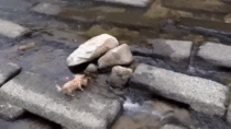 Dog finds a way to amuse itself by a stream