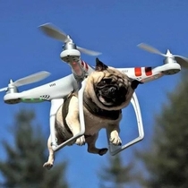 Dog flying on a drone They are evolving