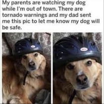 Dog parenting goals 