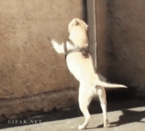Dog parkour xpost from rPureAwesomeness