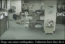 Dog senses earthquake