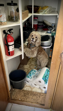 Dog-sitting for my parents Couldnt find her for  minutes until I opened the pantry door
