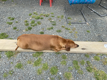 Dog takes up planking