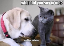 Dog tried to tell kitty that hes not the boss