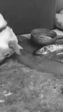 Dog trying to save a fish