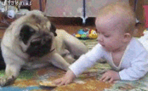 Dog Vs Baby for cookie