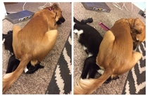 Dog walked into the room Sat on the cats face Then re-adjusted to make sure she was getting maximum ass to face coverage