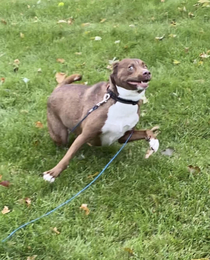Dog Zoomie Freeze Frame speed and grace