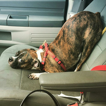 Doggo doesnt know how to sit in the car without his bed