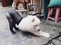 Doggo is Feeling Sexy and She Knows It