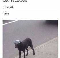 Doggo is the coolest