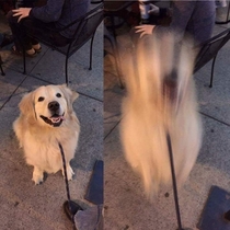 Doggo jumps to another dimension