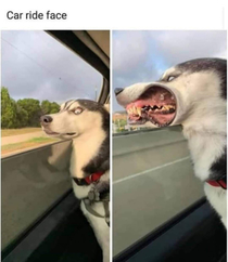 Doggo loves car trips