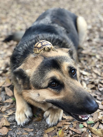 doggo with a friend