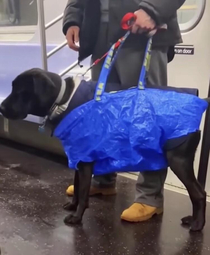 Dogs arent allowed on this subway unless they fit in a carry bag so