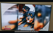 Dogs attack persons in Spain Thats the dogs image in the TV news