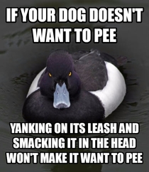 Dogs can be frustrating but