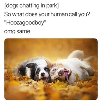Dogs chatting in the park