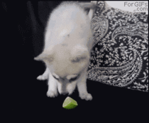 Dogs reaction to lime