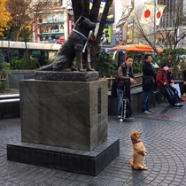 Dogs take tourist photos too