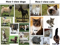 Dogs vs Cats