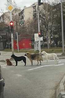Dogs waiting for green light