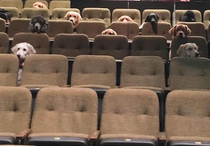 Dogs watch musical as part of their training