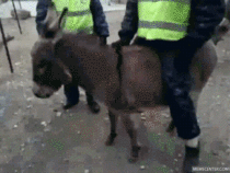 Donkey kidnapped russian cop