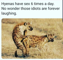 Dont be a Hyena