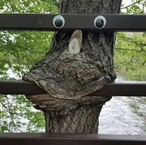 Dont laugh He may take a fence