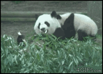 Dont mess with pandas when theyre busy