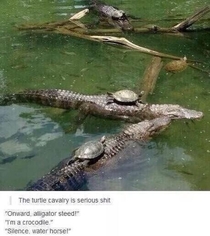 Dont mess with the turtle cavalry
