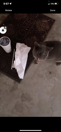 Dropping off a food order when this cat popped up and loudly demanded I scratch him so heres the photo the customer got lol