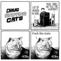Drug Sniffing Cats