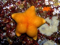 Drunken starfish with a fantastic arse lying face down in a pool of his own vomit