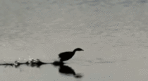 Duck walking on water