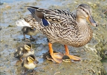 Ducks are great mothers