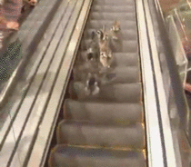 Ducks climbing endless stairs