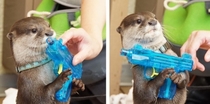 Due to budget cuts the Navy SEALs will be replaced by the Navy OTTERs