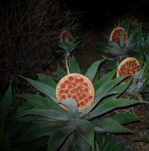Due to the quarantine and nearly no pollution the pizza plants in southern Italy are finally starting to bloom again