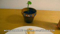 Eating PANCAKES with Charlie the Venus Flytrap