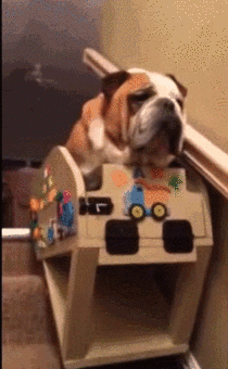 Elderly dog has his own stair lift