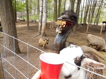 Emu eating Perfect timing